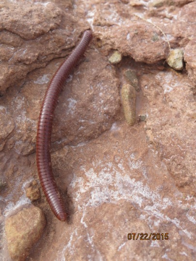 Millipede on the move.